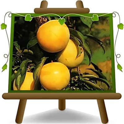 Fruitplant - Fruitboom - Zelf Fruit Kweken - Ziektebestendig - 180 cm - Groen