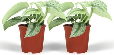 Plantenboetiek.nl | Scindapsus Pictus Trebie - Epipremnum | 2 stuks - Ø12cm - 15cm hoog - Kamerplant - Groenblijvend - Multideal