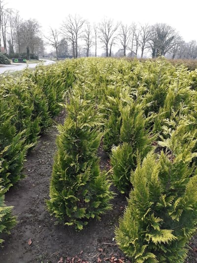 Gele Californische Cypres Chamaecyparis Ivonne 120-140 cm, 12x Haagplant