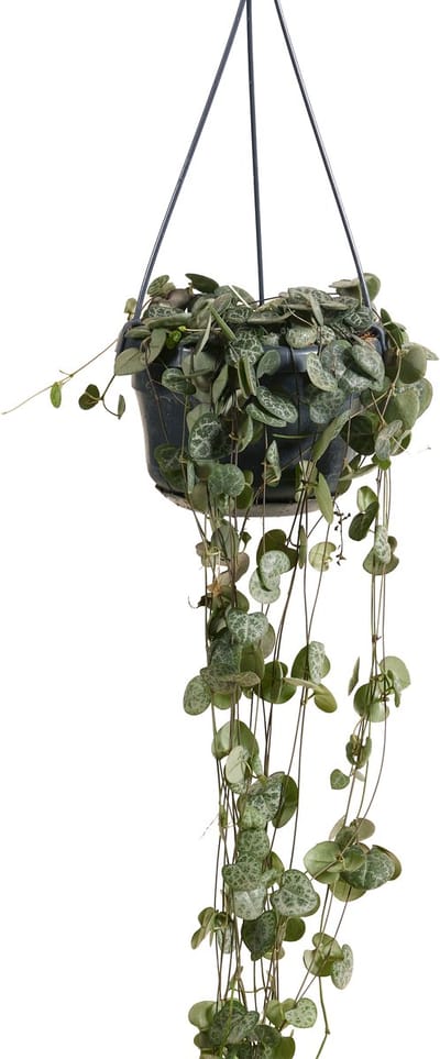 Bloomique - Ceropegia Woodii - Chinees Lantaarnplantje - Hangplant - Kamerplanten - Luchtzuiverend - Gemakkelijk in onderhoud - Hoogte 15-20 cm - Pot 12 cm