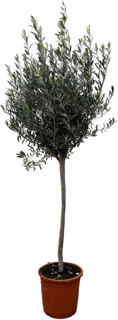 Plantenboetiek.nl | Olea Europaea op stam - Olijfboom - Ø24cm - 140-160cm hoog - Tuinplant