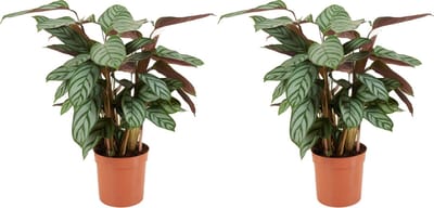 Bloomique - Set van 2 - Calathea Compactstar - Pauwenplant - Kamerplanten - Luchtzuiverend - Gemakkelijk in onderhoud - Diervriendelijk - Hoogte 40-50 cm - Pot 12 cm