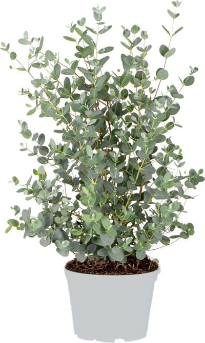 Bloomique - Eucalyptus gunnii - Gomboom - Heester - Groenblijvend - 40-50 cm - Pot 17 cm - Hoogte 40-50 cm