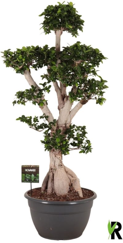 Ficus Microcarpa Ginseng branched in sierpot 170 cm - Kamerplant - Potmaat Ø45 cm