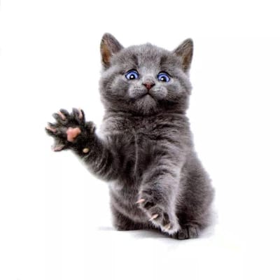 GoedeDoelen.Shop | Body Tattoo Cutie Cat | Tijdelijke Tatoeage | Katten Tattoo | Katten Tatoeage | Body Art | Wellness-House