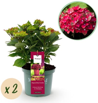 Green boutiQ - Terrasplant - Hortensia - Hydrangea Magical Teusday & Saphire - Rood - 6-10 Bloemen - 2 Planten - Pot 23cm Hoogte 55cm