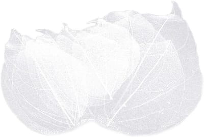 Skelet Bladeren - Gedroogde Bladeren - Scrapbook Decoratie - Natuurlijk Uniek - 4-9cm Lengte - Wit