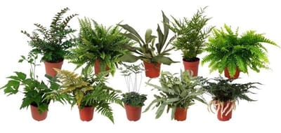 JUNAVERA Varens mix in 8 cm pot – diverse soorten, 20 cm hoge terrariumplanten