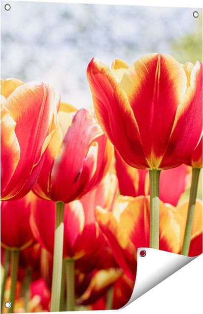 Gards Tuinposter Oranje Rode Tulpen - 60x80 cm - Tuindoek - Tuindecoratie - Wanddecoratie buiten - Tuinschilderij