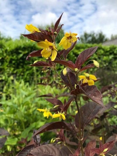 6 x Lysimachia congestiflora 'Persian Chocolate' - Wederik - P9 Pot (9 x 9cm) - Dima Vaste Planten