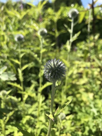 6 x Echinops ritro 'Veitch's Blue' - Kogeldistel - P9 Pot (9 x 9cm) - Dima Vaste Planten