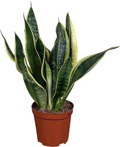 ZynesFlora Sansevieria Trifasciata Futura Superba in Ø 12 cm Plantenpot - Hoogte 30 - 40 cm - Vrouwentong Exotische Kamerplant