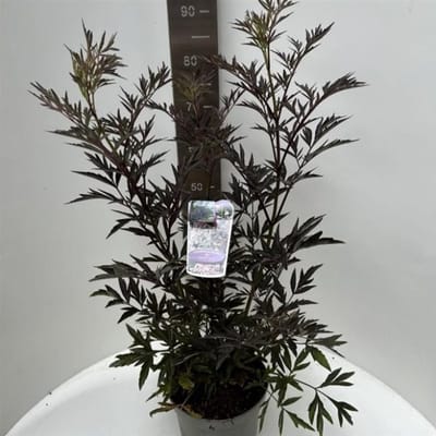 Arbustes de haie - Un ensemble 1 - Sambucus nigra Black Lace - (5L) 40-50 cm