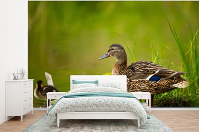 Behang - Fotobehang Eend - Vogels - Water - Tak - Mos - Breedte 375 cm x hoogte 280 cm
