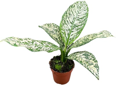Dieffenbachia White Etna Kamerplant Potmaat Ø17 cm |Vers Van De Kweker