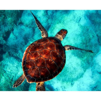 Diamant borduurwerk mozaïek patroon zeeschildpad foto Home Decor Diamond schilderij borduurpakketten 20X30CM brown