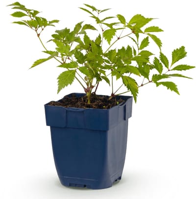 Green boutiQ - Vasteplant - Astilbe (J) Deutschland - Pluimspirea - Schaduw - Wit - 1 Plant - Pot 11cm - Hoogte 15-25cm