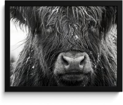 Poster in lijst - Fotolijst 40x30 cm - Posters - Schotse hooglander - Zwart - Wit - Sneeuwvlokken - Posterlijst zwart - Decoratie - Wanddecoratie woonkamer - Muurdecoratie slaapkamer