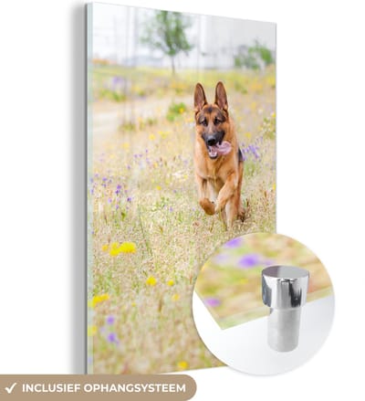 ® Glasschilderij 120x180 cm - Schilderij acrylglas - Duitse Herder loopt tussen de kleurrijke bloemen - Foto op glas - Muurdecoratie woonkamer - Wanddecoratie slaapkamer - Schilderijen