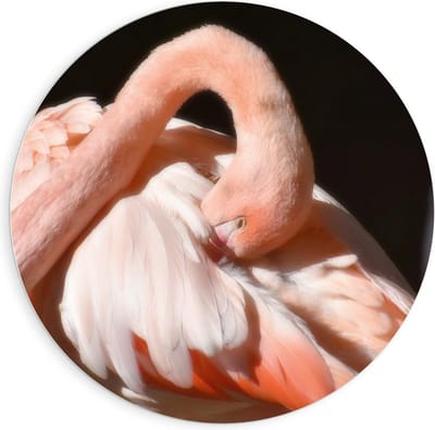 Forex Wandcirkel - Flamingo met Donkere Achtergrond  - 90x90cm Foto op Wandcirkel (met ophangsysteem)