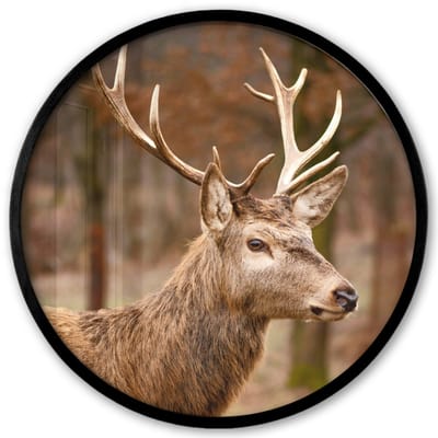 Poster in lijst Rond - Fotolijst 40x40 cm - Posters - Hert - Dier - Bos - Herfst - Hertenkop - Bruin - Natuur - Ronde posterlijst zwart - Decoratie - Wanddecoratie woonkamer - Muurdecoratie slaapkamer