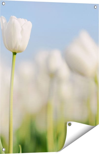 Gards Tuinposter Witte Tulpen - Bloemen - 60x80 cm - Tuindoek - Tuindecoratie - Wanddecoratie buiten - Tuinschilderij