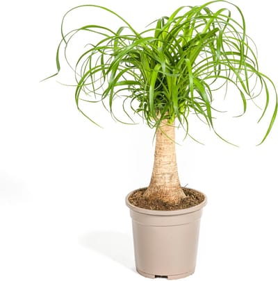 Plantenboetiek.nl | Beaucarnea Recurvata Stam - Ø17cm - 40-50cm hoog - Kamerplant - Groenblijvend