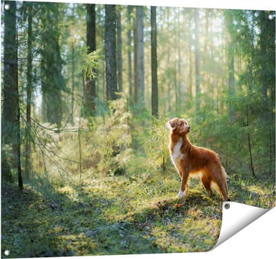 Gards Tuinposter Retriever Hond in het Bos met Zon - 100x80 cm - Tuindoek - Tuindecoratie - Wanddecoratie buiten - Tuinschilderij