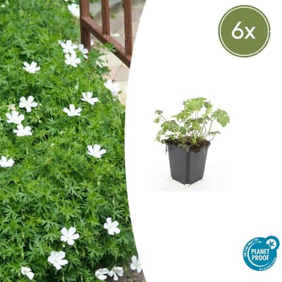 Tuinplantenshop.com | Geranium sang. 'Album' | 6 stuks - Ø9cm - 10-25cm hoog - Tuinplant
