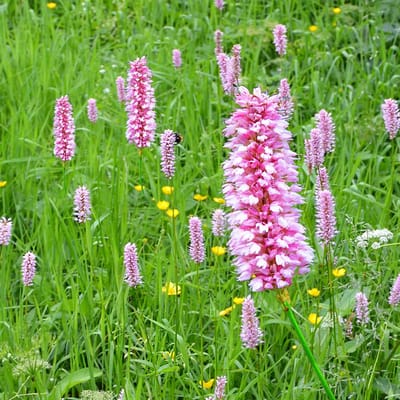 Sluis garden - Inheemse bloemenzaden - Adderwortel - geproduceerd in Nederland