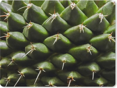 Muismat Cactus - Cactuspatronen muismat rubber - 23x19 cm - Muismat met foto