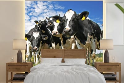 Behang - Fotobehang Koeien - Gras - Weiland - Dieren - Breedte 350 cm x hoogte 350 cm
