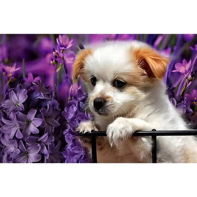 5D DIY Diamond Painting Een hond in een bloem Borduur Kruissteek Strass Mozaïek Home Decor 20X30CM gray
