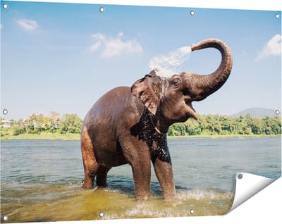 Gards Tuinposter Vrolijke Olifant in het Water - 120x80 cm - Tuindoek - Tuindecoratie - Wanddecoratie buiten - Tuinschilderij