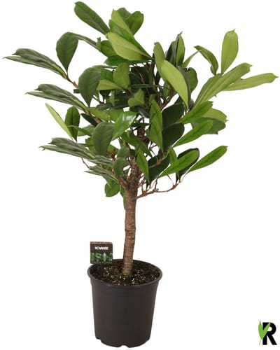 Ficus Cyathistipula op stam 95 cm - Kamerplant - Potmaat Ø24 cm