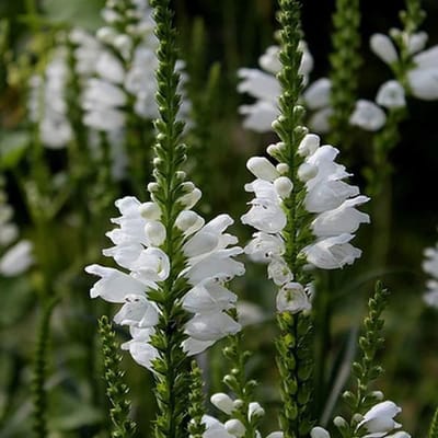 6 x Physostegia Virginiana 'Summer Snow'  - Scharnierplant pot 9x9cm