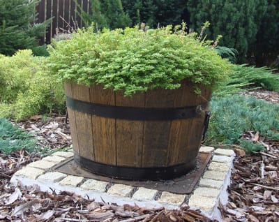 Pijnboom pot 35xH21 k. walnoot