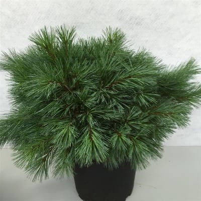 Pinus strobus 'Blue Shag' - Den | 40-50 cm pot