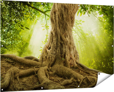 Gards Tuinposter Grote Boom in het Bos met Wortels - 150x100 cm - Tuindoek - Tuindecoratie - Wanddecoratie buiten - Tuinschilderij