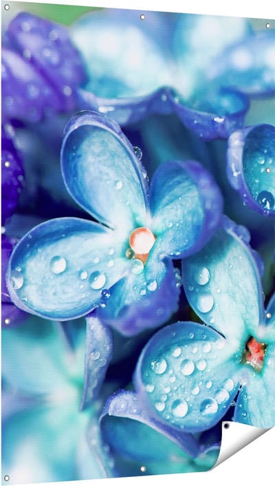 Gards Tuinposter Blauwe Lila Bloemen - Seringen - 100x150 cm - Tuindoek - Tuindecoratie - Wanddecoratie buiten - Tuinschilderij