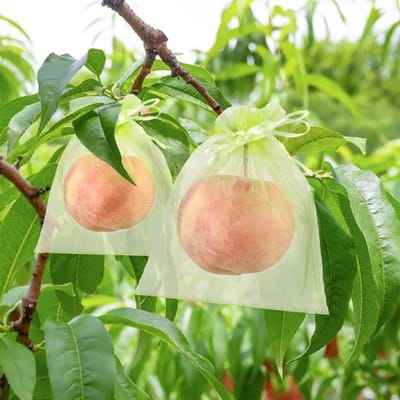 100 stuks - Fruitbeschermingszakken - 20 x 30 cm - Fruithoezen - Herbruikbare fruitnetzakken - Fruitgroen - Met trekkoord - Druivenbeschermingszak - Ongediertebarrière - Voor planten, fruitbloemen, groenten, Snoep, Sieraden en Gift
