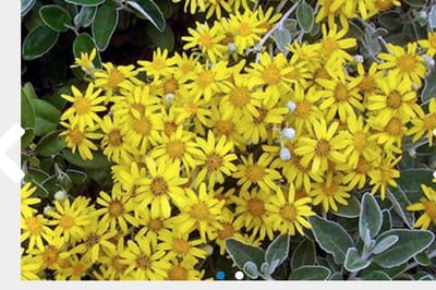 Brachyglottis 'Sunshine' - Nieuw Zeelandse Senecio 20 - 30 cm in pot