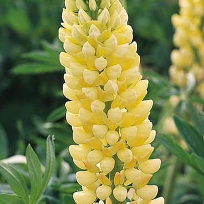 6 x Lupinus 'Chandelier' - Lupine Pot 9x9cm - Gele Torenbloemen