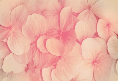 Fotobehang Pink Flowers Nature | XXL - 312cm x 219cm | 130g/m2 Vlies