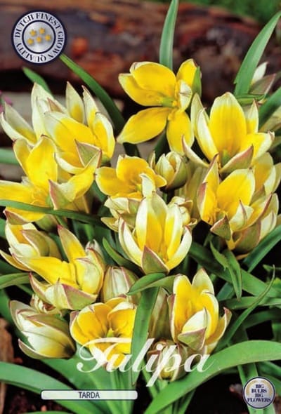 Tarda Botanical Tulpen Bollen 10 stuks bolmaat 7/8