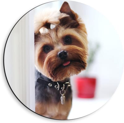 Dibond Wandcirkel - Schattige Hondje Met Staartje - 40x40cm Foto op Aluminium Wandcirkel (met ophangsysteem)