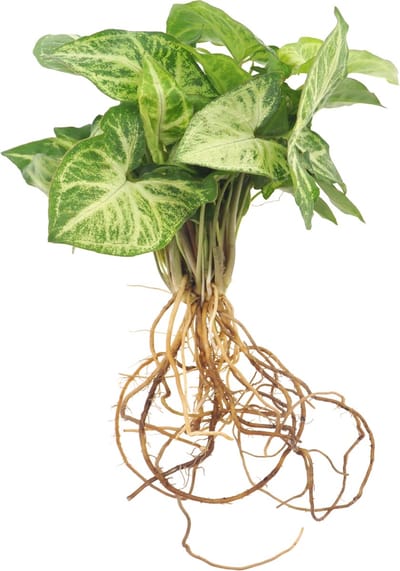 Intenz | Stekje in water | Refill large | Syngonium Pixie | 32cm