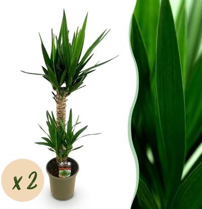Green boutiQ - Kamerplant - Yucca elephantipes - Yucca - Weinig onderhoud - Groen - 2 - Pot 19cm - Hoogte 95cm