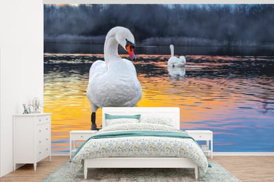 Behang - Fotobehang Zwaan - Vogel - Zonsondergang - Water - Breedte 375 cm x hoogte 240 cm