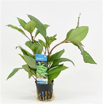 Moerings Nomaphila Siamensis in 5 cm pot
